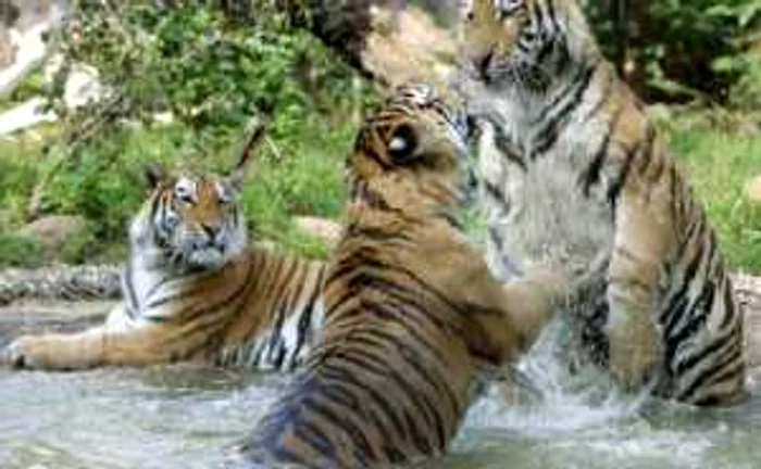 Hunedoara: Doi tigri au scăpat din cuşcă, la Grădina Zoologică