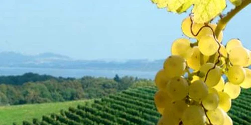 Agrostar avertizează că, prin neaccizarea băuturilor neconforme, se pierd 30.000 locuri de muncă