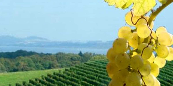 Agrostar avertizează că, prin neaccizarea băuturilor neconforme, se pierd 30.000 locuri de muncă