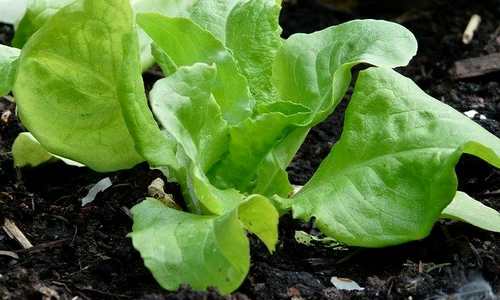 lettuce 54132 640 jpeg