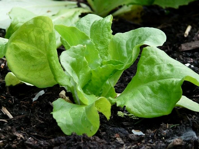 Lăptuca are numeroase vitamine și mineralefoto: pixabay.com