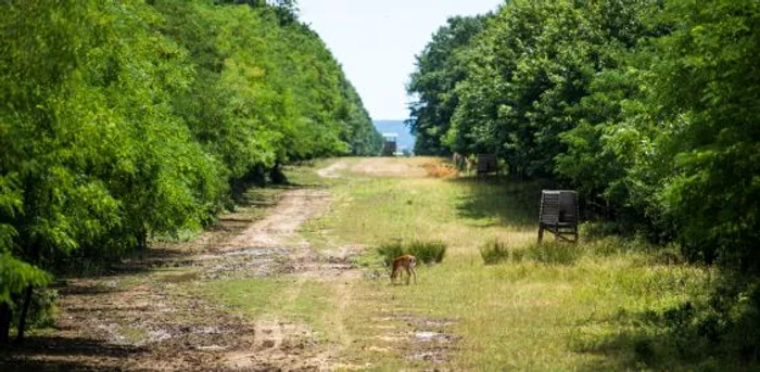 Rezervaţie Pischia FOTO Turismpischia.ro