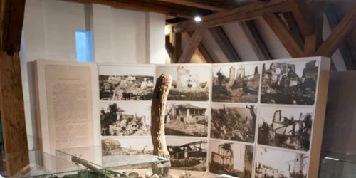 Trunchiul de copac expus la Timişoara