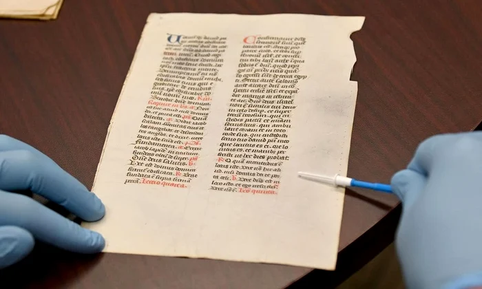 Un cercetător colectează material celular de pe un pergament (© Nash Dunn, NC State University)