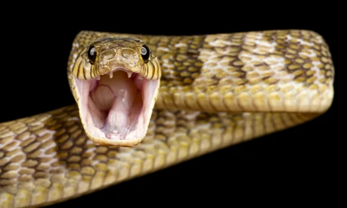 shutterstock 2495119631 jpg