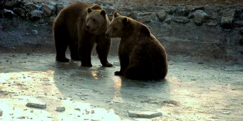 În rezervaţia Libearty trăiesc 62 de urşi. Foto. „Asociaţia Milioane de Prieteni“