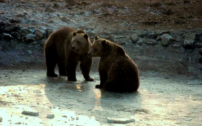 În rezervaţia Libearty trăiesc 62 de urşi. Foto. „Asociaţia Milioane de Prieteni“