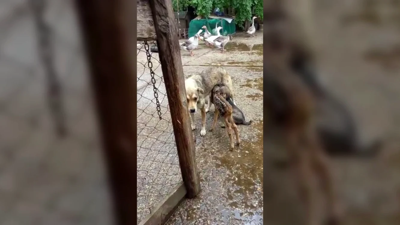 Captură video