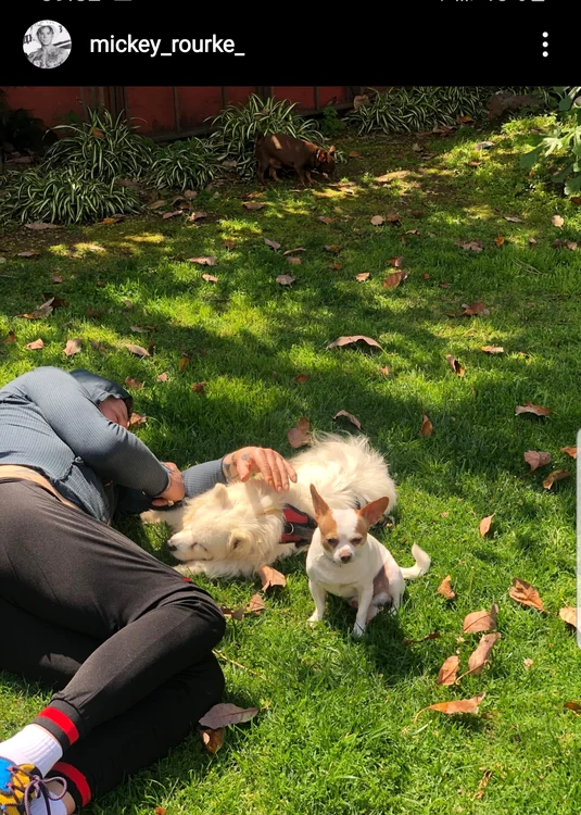 Mickey Rourke se gudură ca un copil pupându-se cu toți mini-cățelușii lui, la finalul antrenamentului