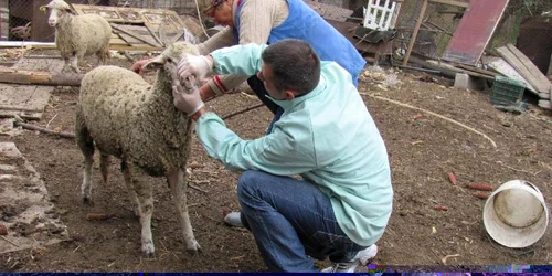 Animalele din gospodăriile localnicilor vor fi ţinute sub supraveghere foto: Mădălin Sofronie