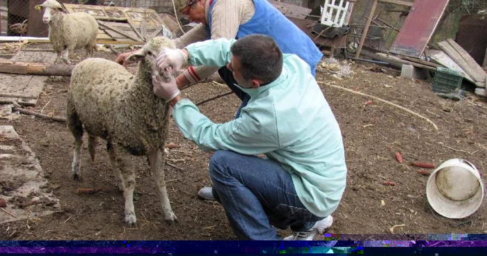 Animalele din gospodăriile localnicilor vor fi ţinute sub supraveghere foto: Mădălin Sofronie