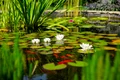 lac 1 shutterstock 1517284250 jpg