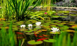 lac 1 shutterstock 1517284250 jpg