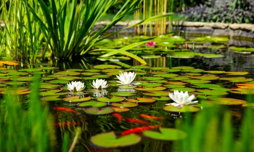 lac 1 shutterstock 1517284250 jpg
