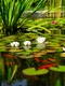 lac 1 shutterstock 1517284250 jpg