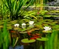 lac 1 shutterstock 1517284250 jpg