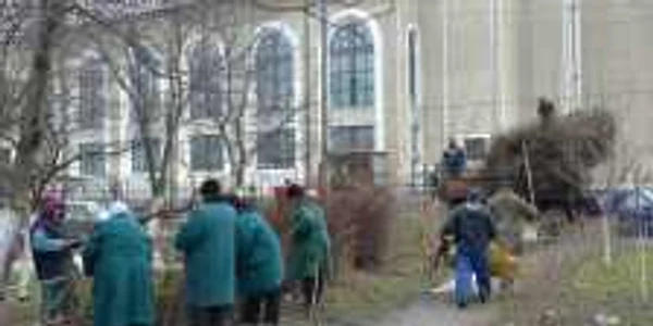 Angajaţii Primăriei Bacău curăţă copacii iarna 