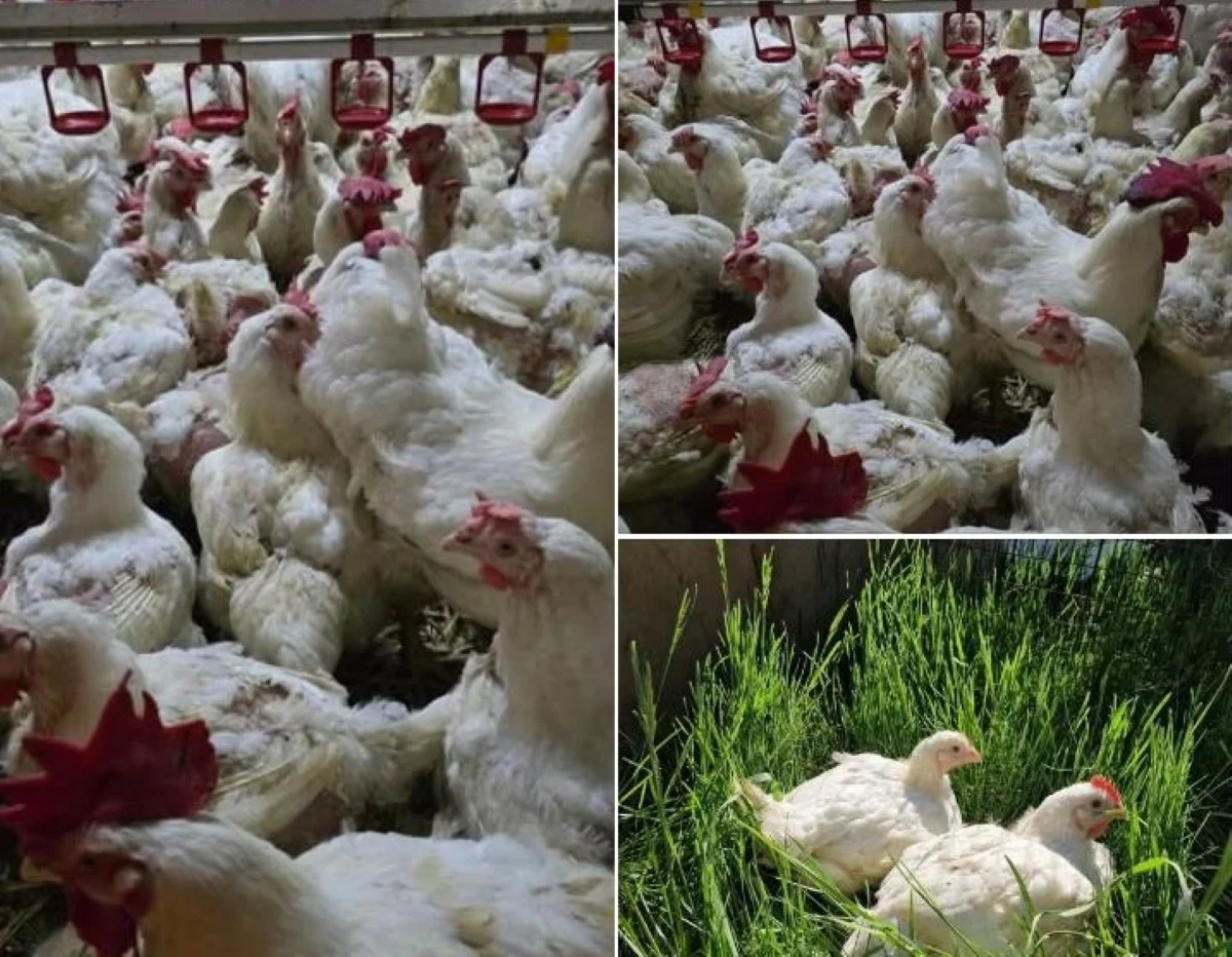 Un medic veterinar a construit într-un sat din Botoşani „afacerea viitorului”: o fermă de păsări complet robotizată