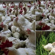 ferma pui Facebook Fermele Todireanu jpg