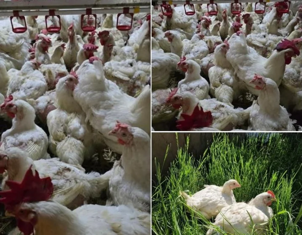 Un medic veterinar a construit într-un sat din Botoşani „afacerea viitorului”: o fermă de păsări complet robotizată