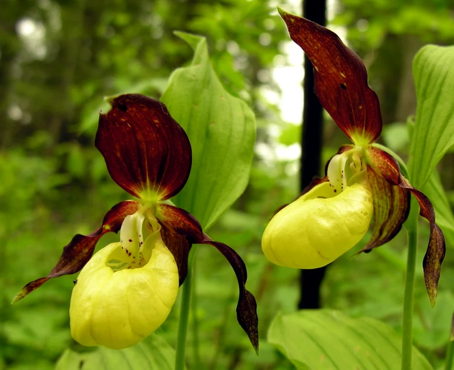 Plante rare din Romania Papucul Doamnei
