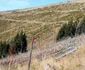 padure godeanu foto ocolul silvic orastie