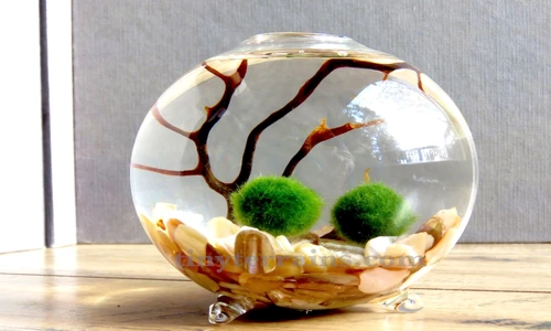 1 79307 original jpg jpeg