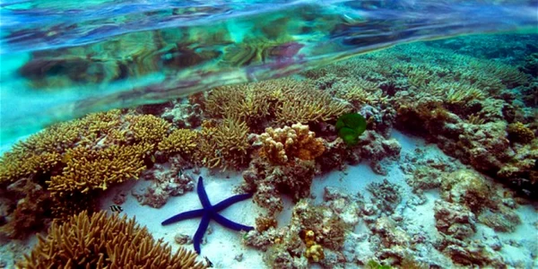 Marea Barieră de Corali din Australia - GBR - recif Foto telegraph co uk