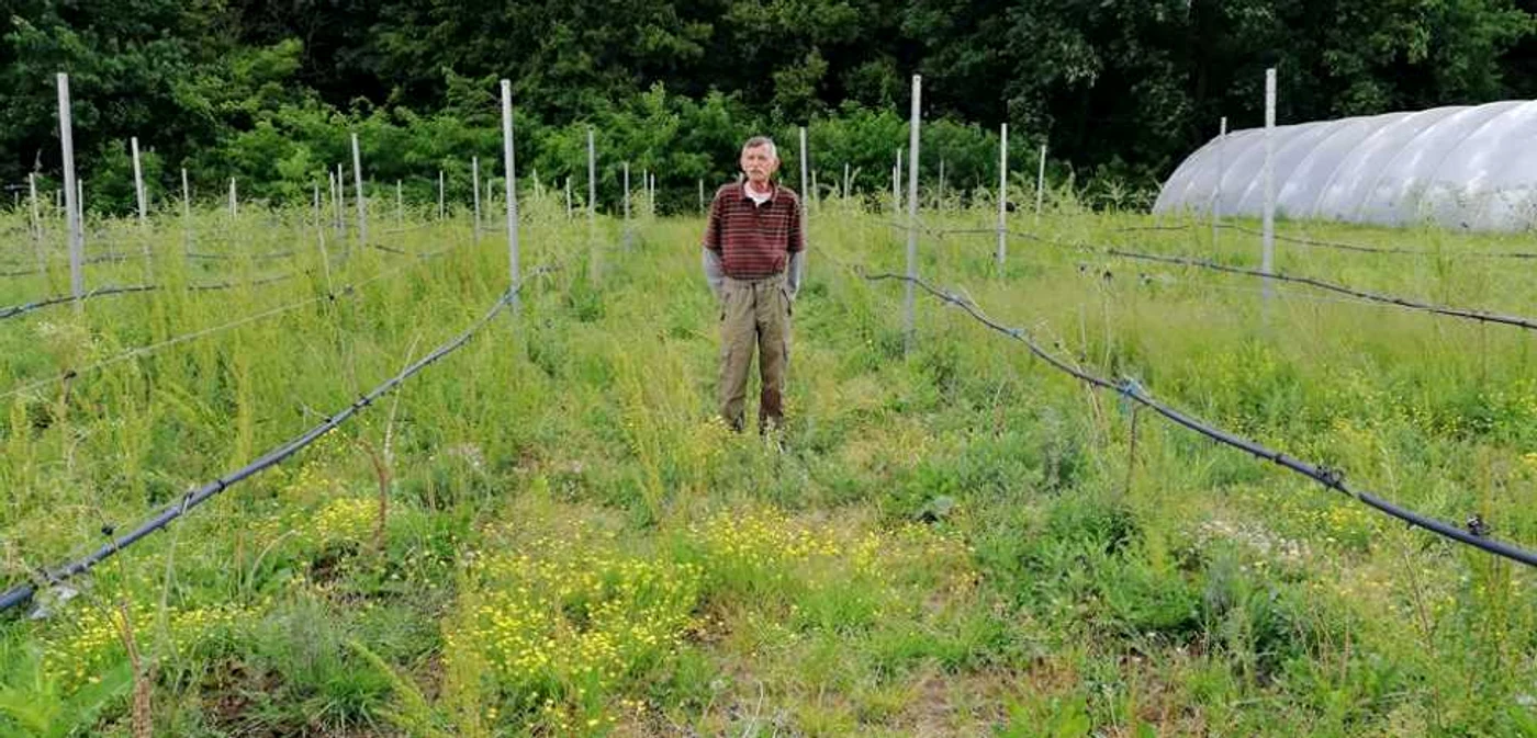 Plantaţia se întinde pe patru hectare, dar este în pericol să fie rasă de către cei de la primărie, care îşi vor terenul înapoi - foto: Adrian Caraba