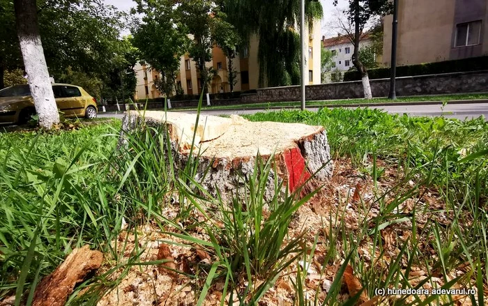Unii dintre arborii cu bulină roșie au fost retezați. Foto: Daniel Guță