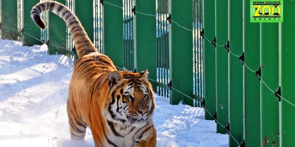 Tigrul siberian este în mediul lui prin zăpadă FOTO Zoo Galaţi