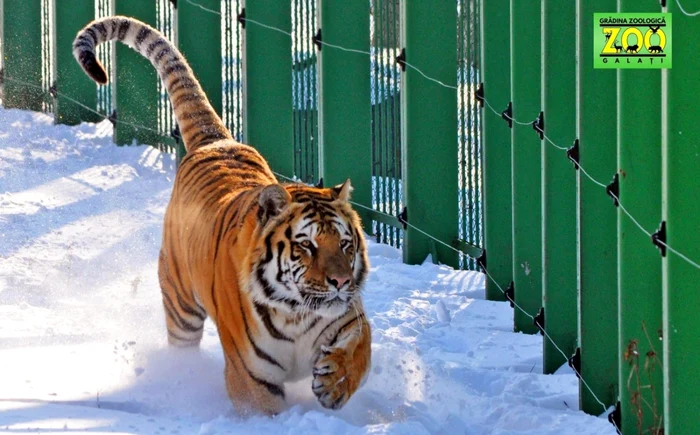 Tigrul siberian este în mediul lui prin zăpadă FOTO Zoo Galaţi