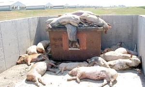 4 act baza pesta porci morti arhiva jpeg