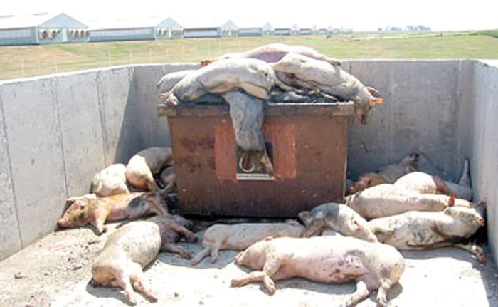 Maladia ucide porcii