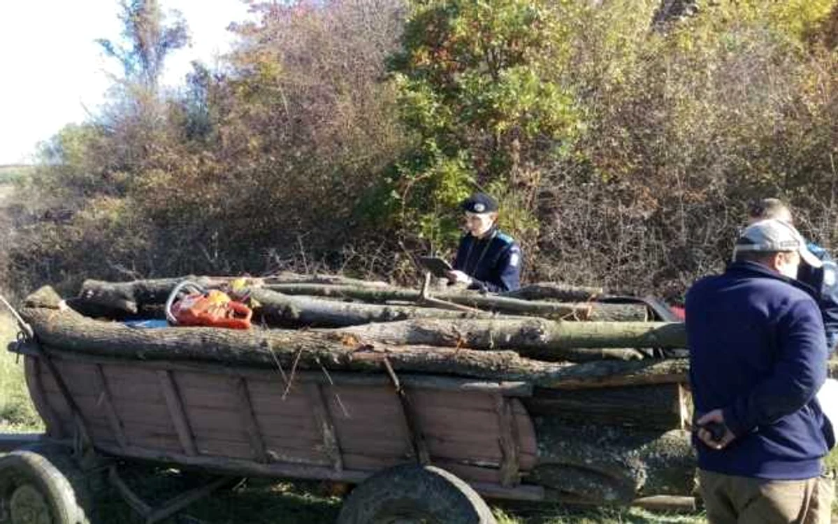 Materiaul lmnis a fost lăsat în custodia Postului de Poliţie Brezniţa Motru