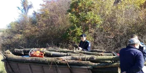 furt de lemne depistat de jandarmi 