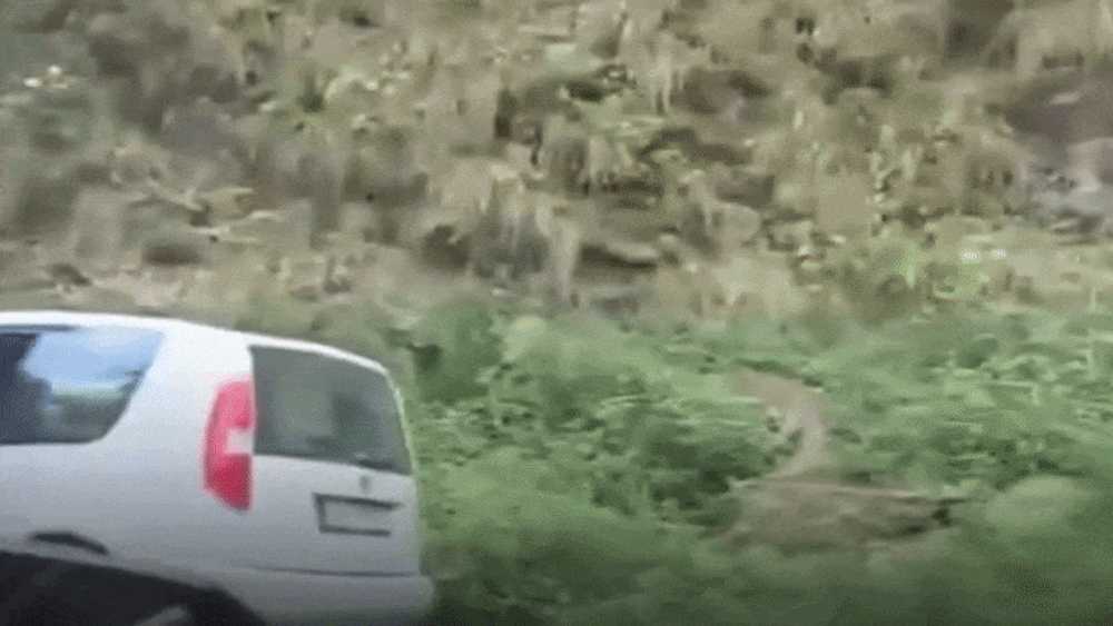 Momentul în care un urs a vandalizat mașina unor turiști cehi pe Transfăgărășan pentru a căuta hrană