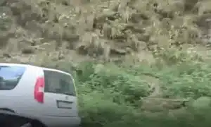 URSULICĂ gif