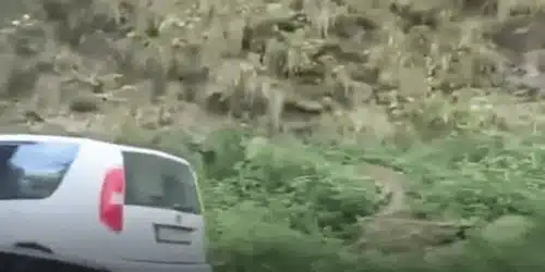 URSULICĂ gif