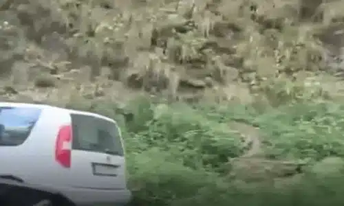 URSULICĂ gif