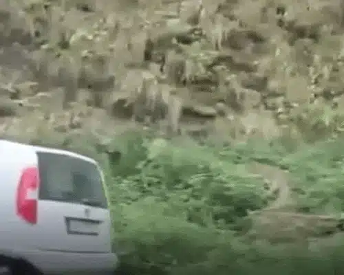 URSULICĂ gif