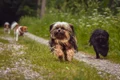 dogs 7257601 1280 jpg