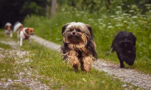 dogs 7257601 1280 jpg