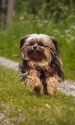 dogs 7257601 1280 jpg