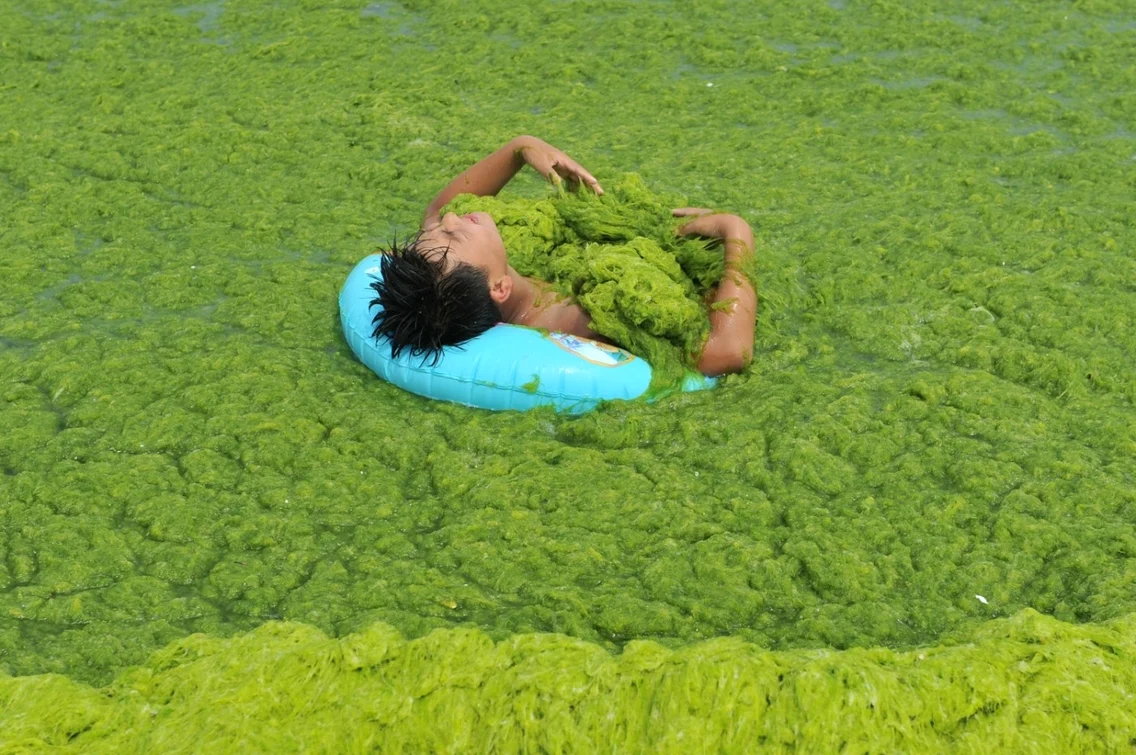 Qingdao - plaja din China acoperită de alge. FOTO Profimedia