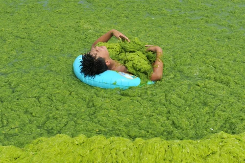 Qingdao - plaja din China acoperită de alge. FOTO Profimedia