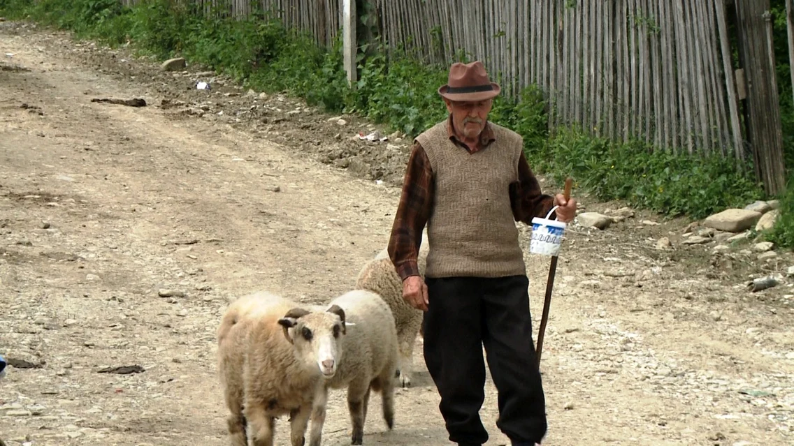 Meisoare Pucheni