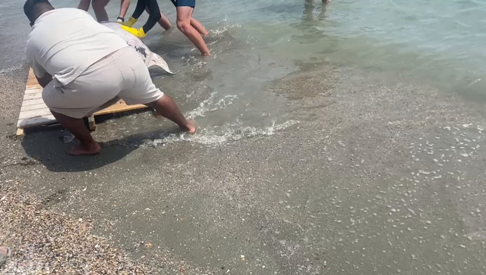 Descoperire macabră la Năvodari: un delfin mort a fost adus de valuri pe plajă VIDEO 