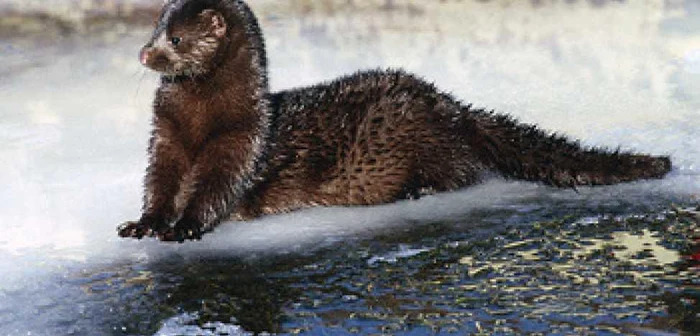 Nurca este un animal renumit pentru blana sa. FOTOanimalul.ro