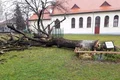 stejarul lui arsenie boca jpeg